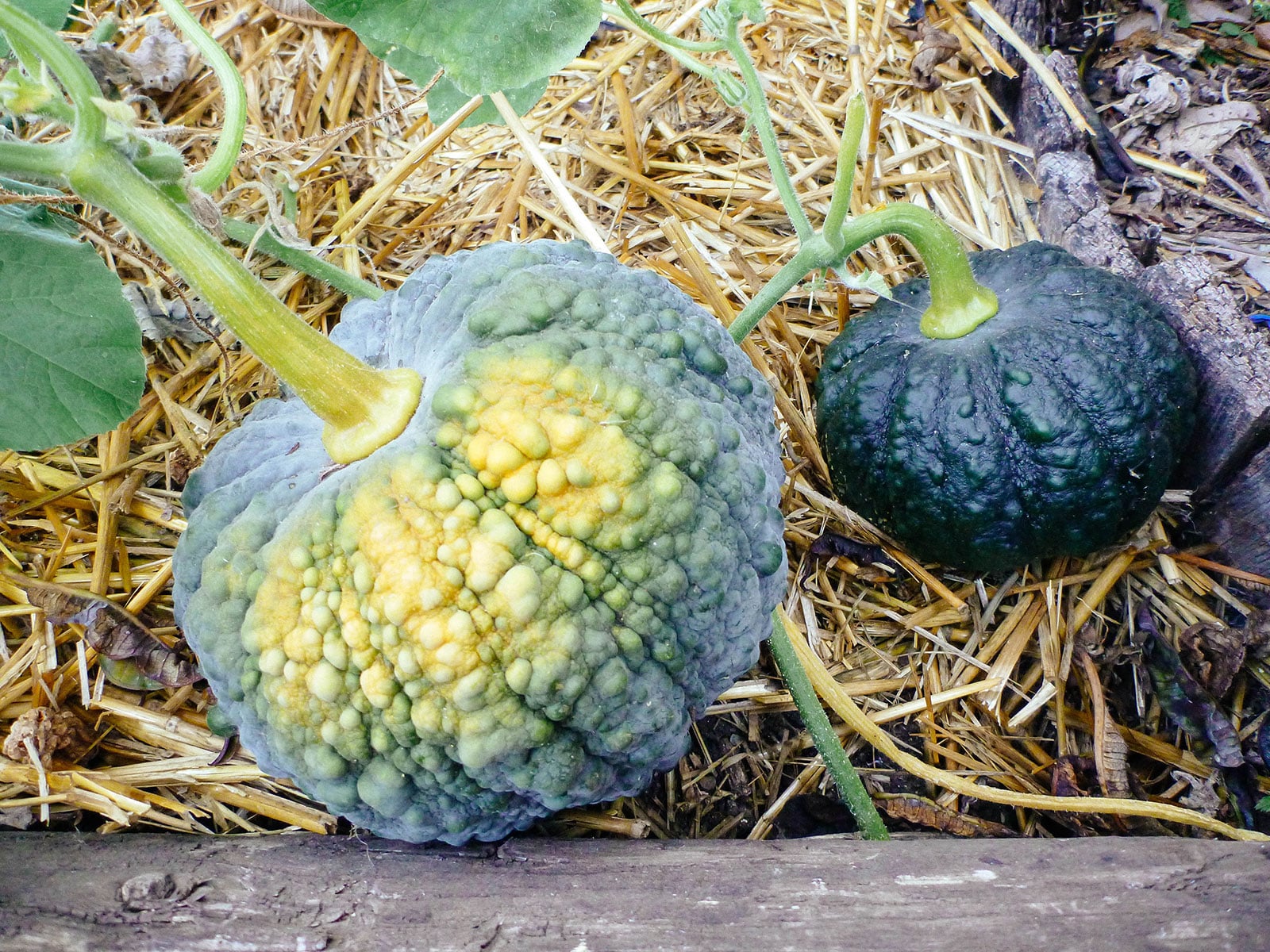Mature and immature black futsu Japanese heirloom garden pumpkins