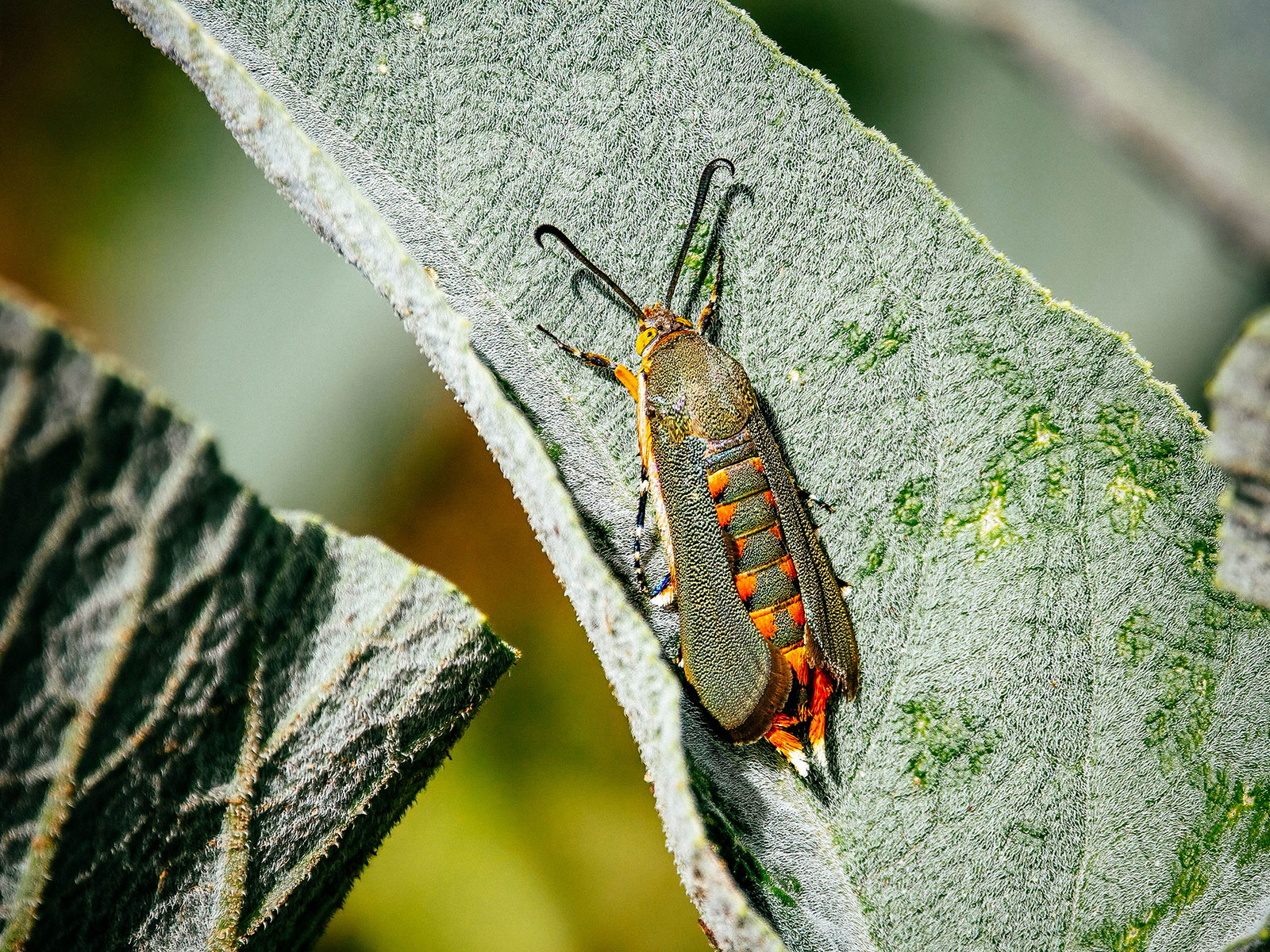 Pumpkin vine borer moth on pumpkin leaf