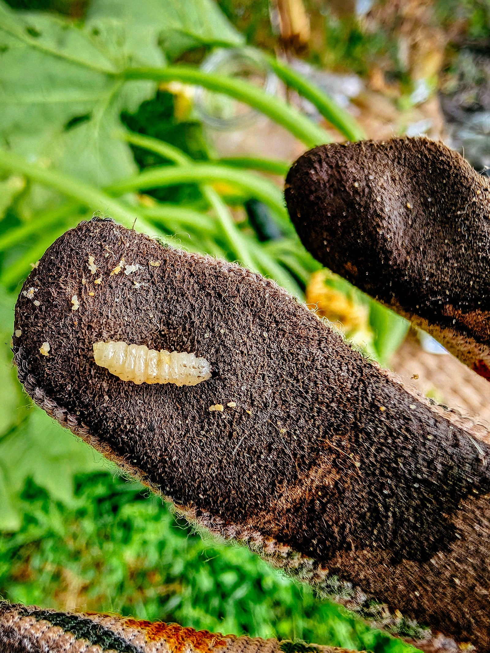 Pumpkin vine puncture larva lying on a gloved finger