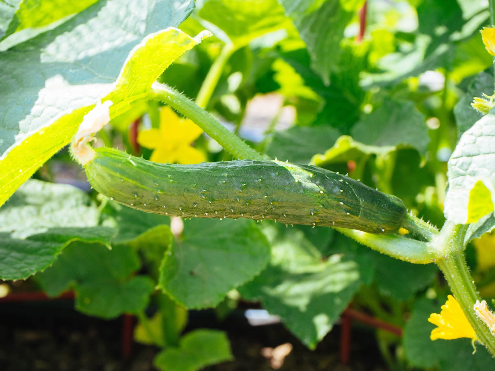 Suyo Long cucumber growing in a garden