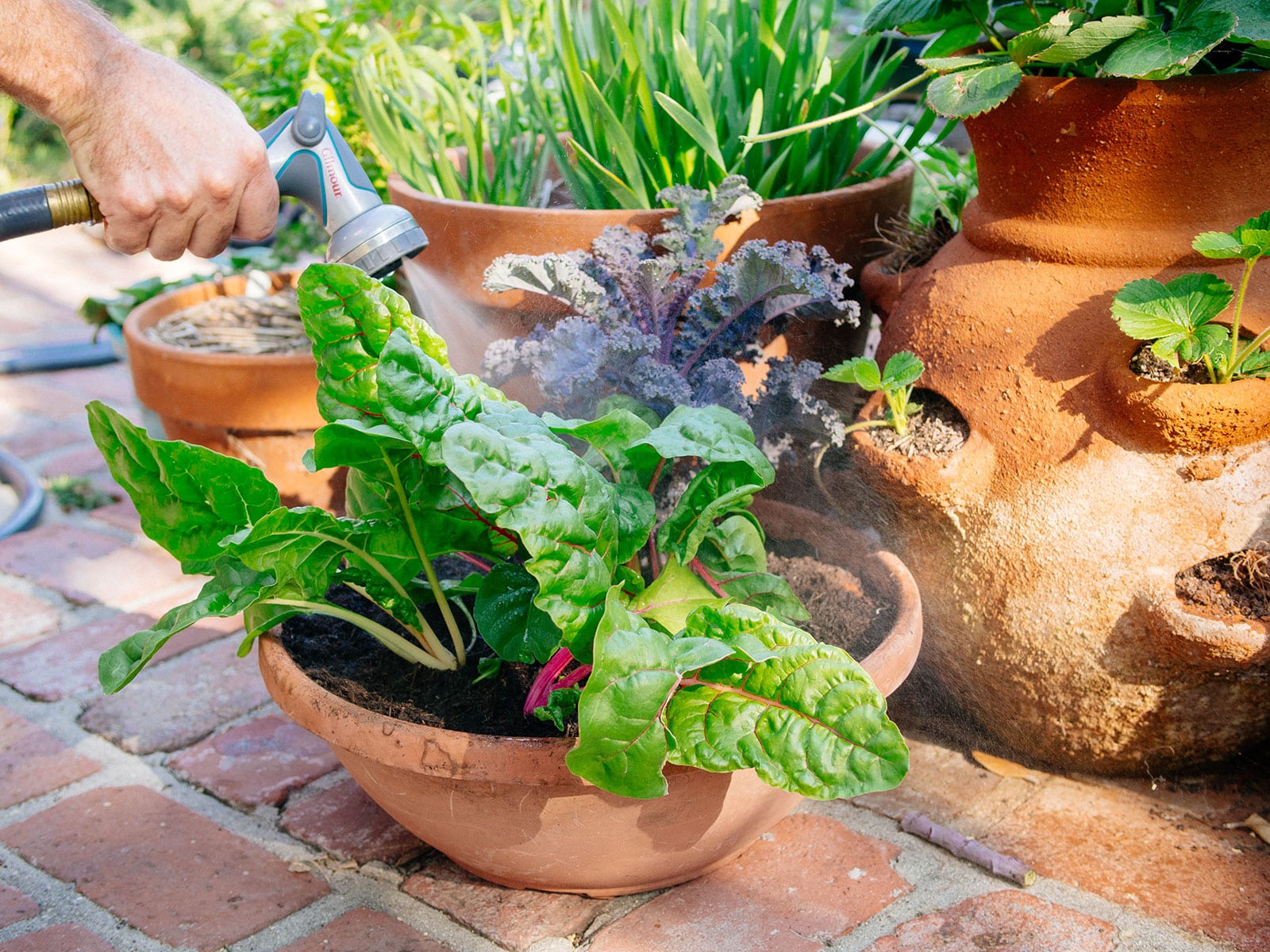 Man's hand watering a shallow terracotta pot filled with chard and kale plants with more potted plants behind him