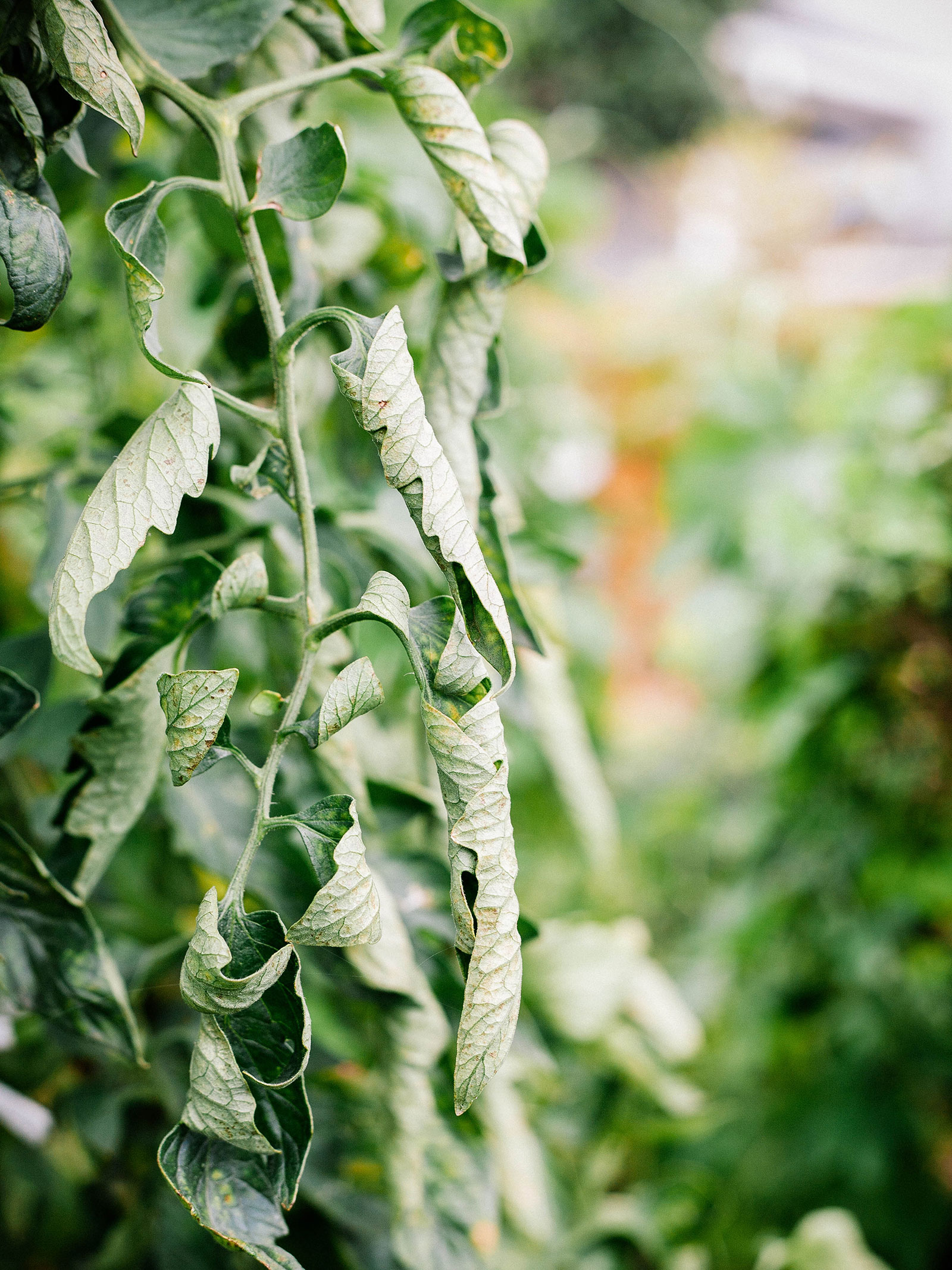 Tomato stem with rolled-up leaves