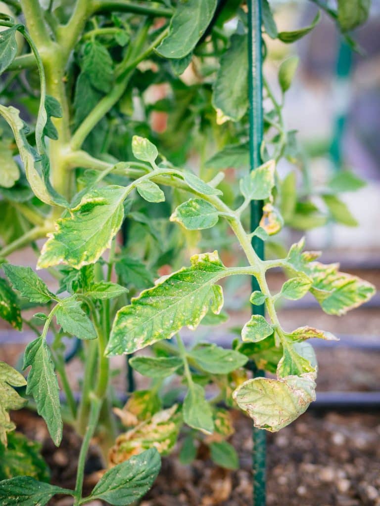 Tomato plant with damaged lower leaves turning yellow around the edges