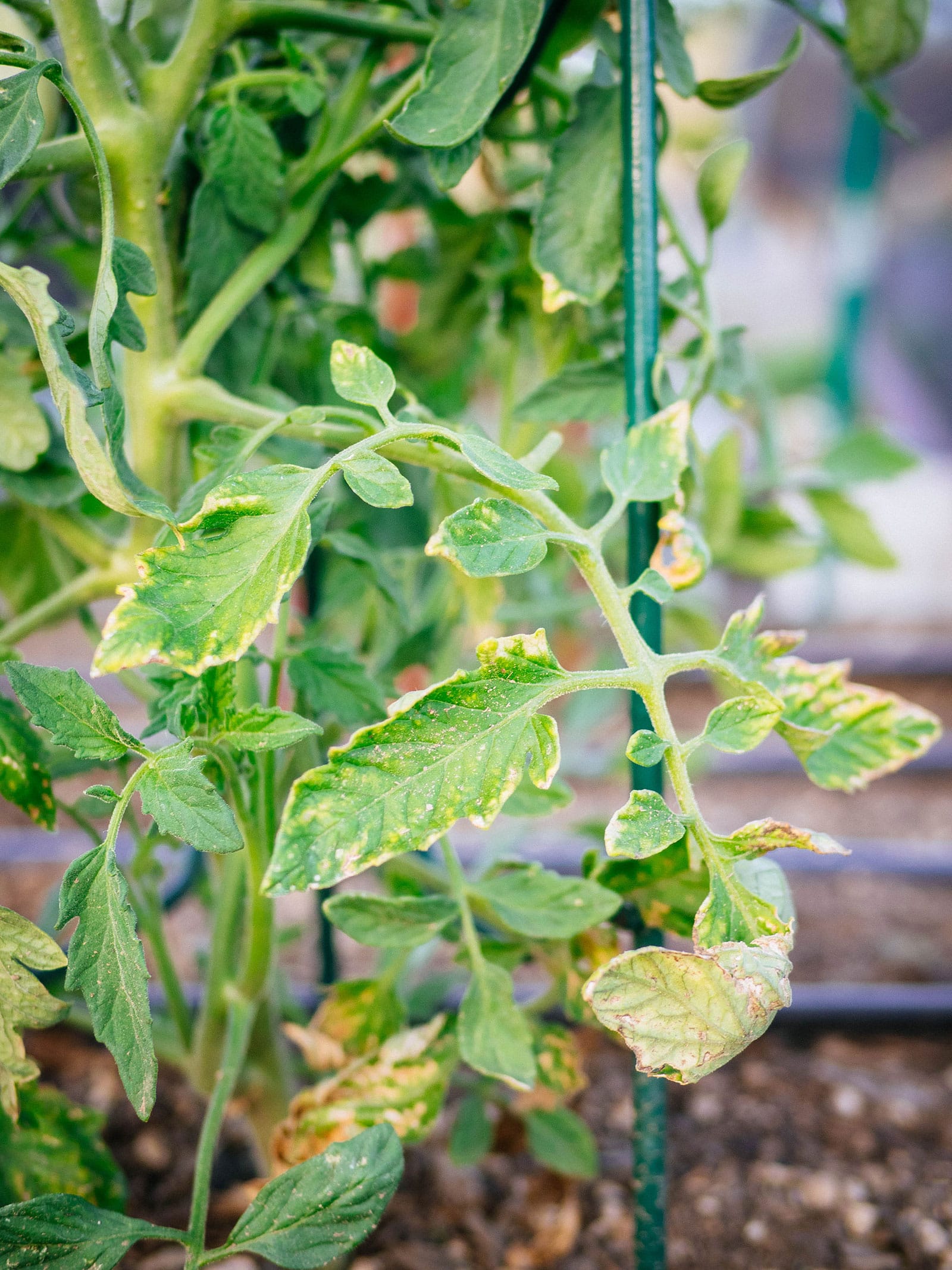 Tomato plant with damaged lower leaves turning yellow around the edges
