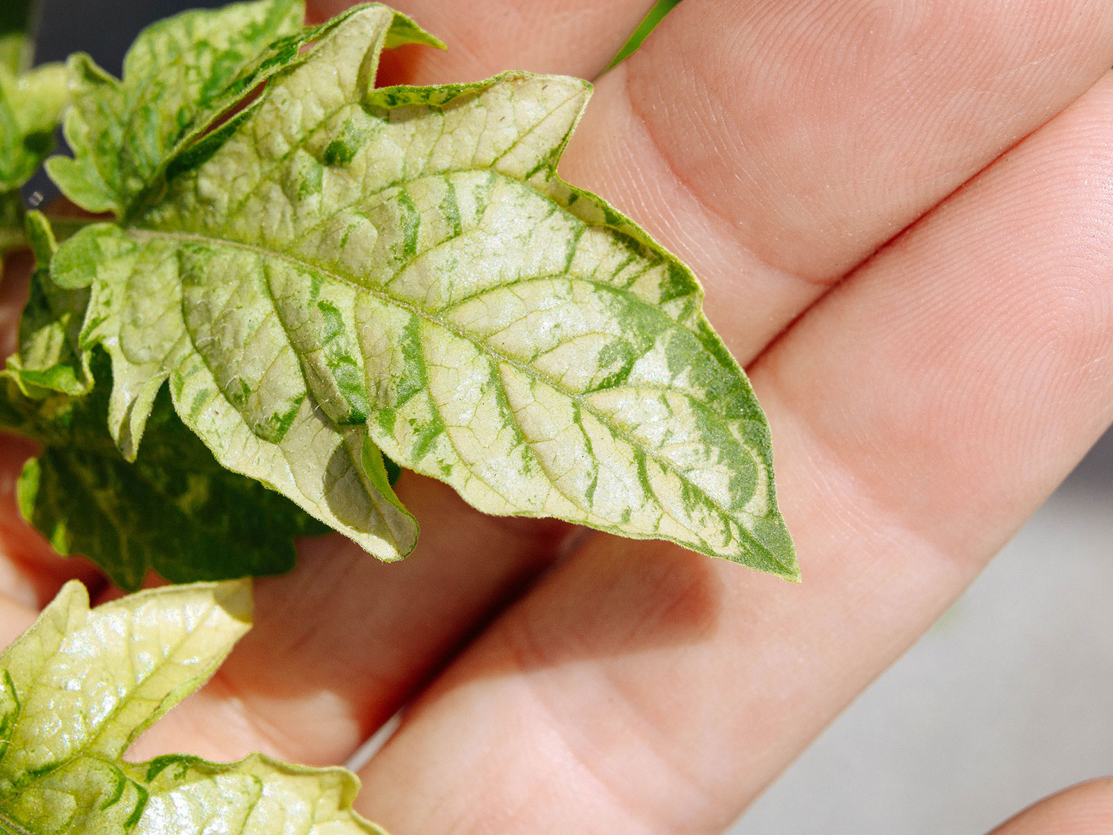 How to Diagnose and Fix Yellowing Tomato Leaves 3 Hand showing a scorched tomato leaf with bleaching