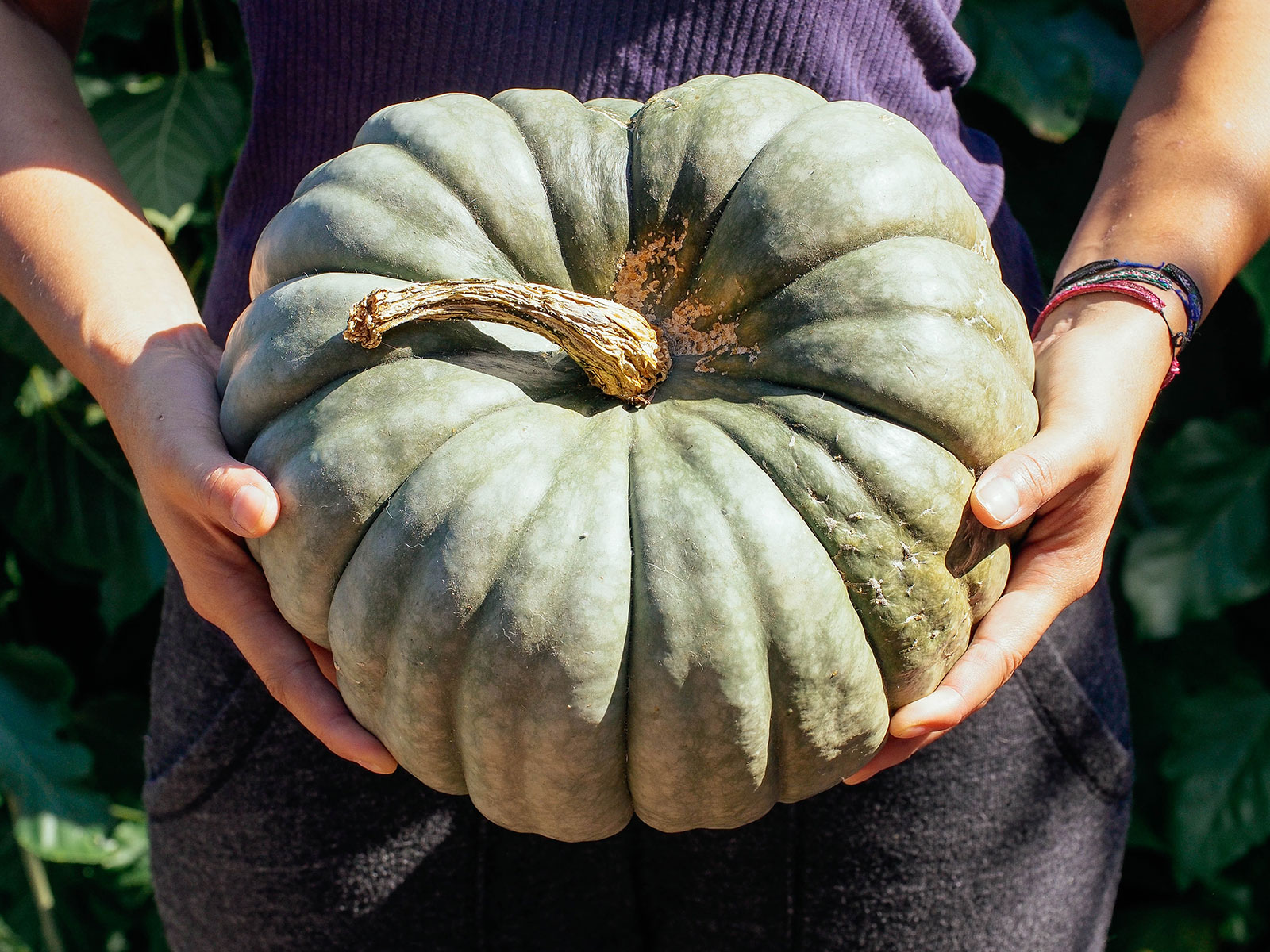 Woman's hands holding a mature Jarrahdale pumpkin in front of her body