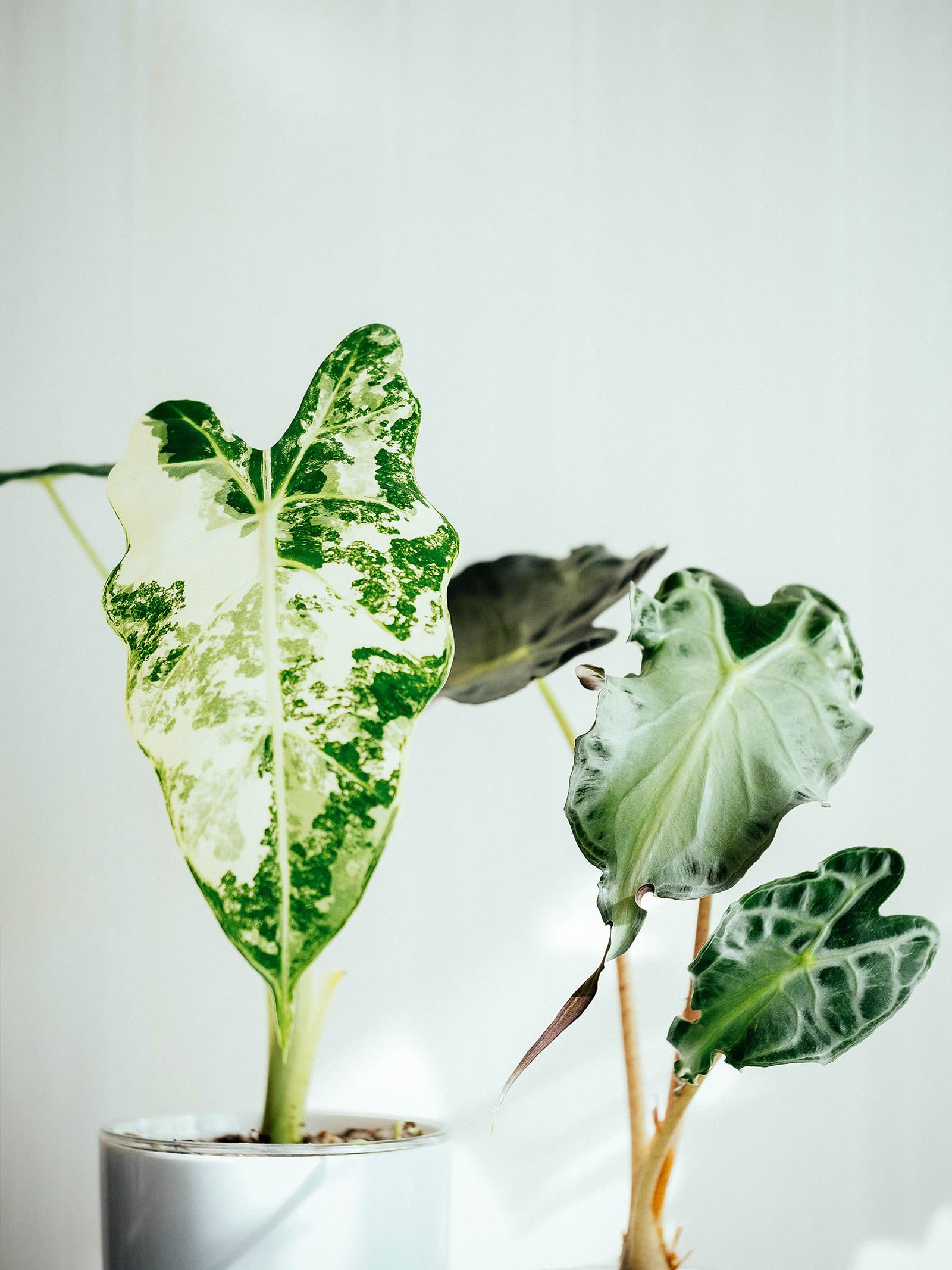 Variegated Alocasia 'Frydek' and 'Stingray' plant with white and green patterned leaves in a white pot against light background