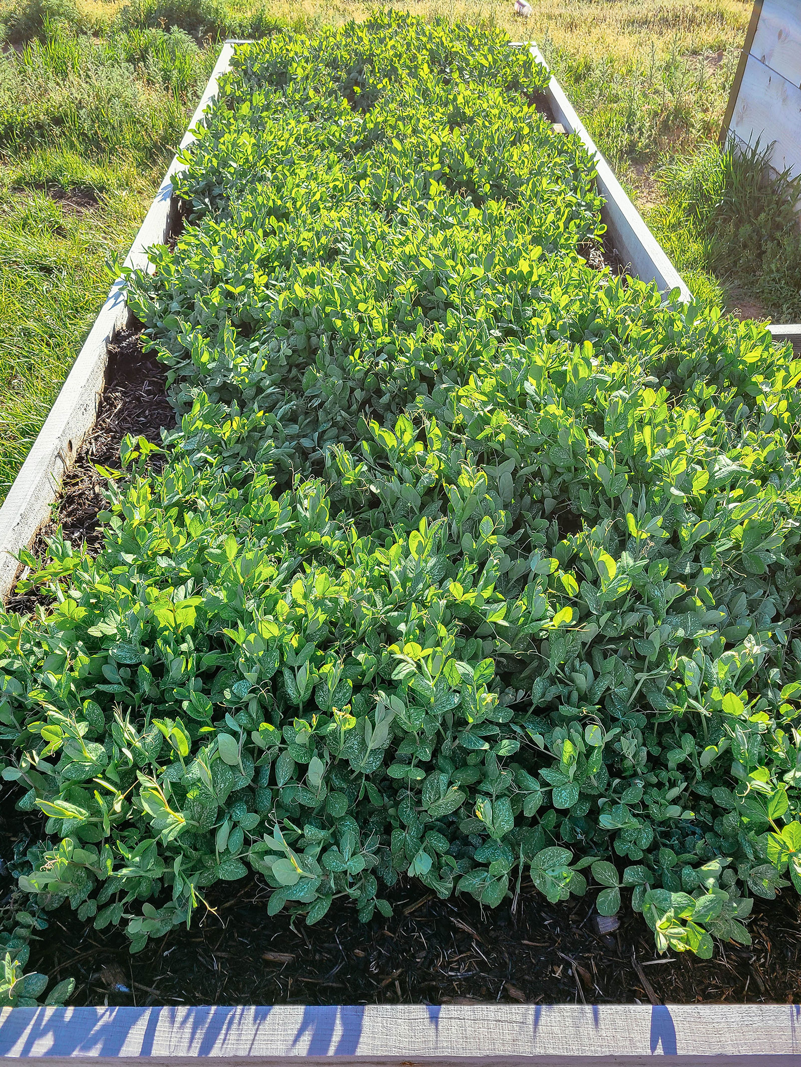 Lush raised garden bed with dense green field pea crop growing under bright sunlight in summer garden.
