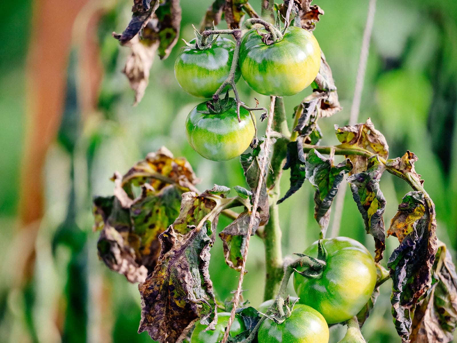 Green unripe tomatoes on vine with frost-damaged leaves in garden