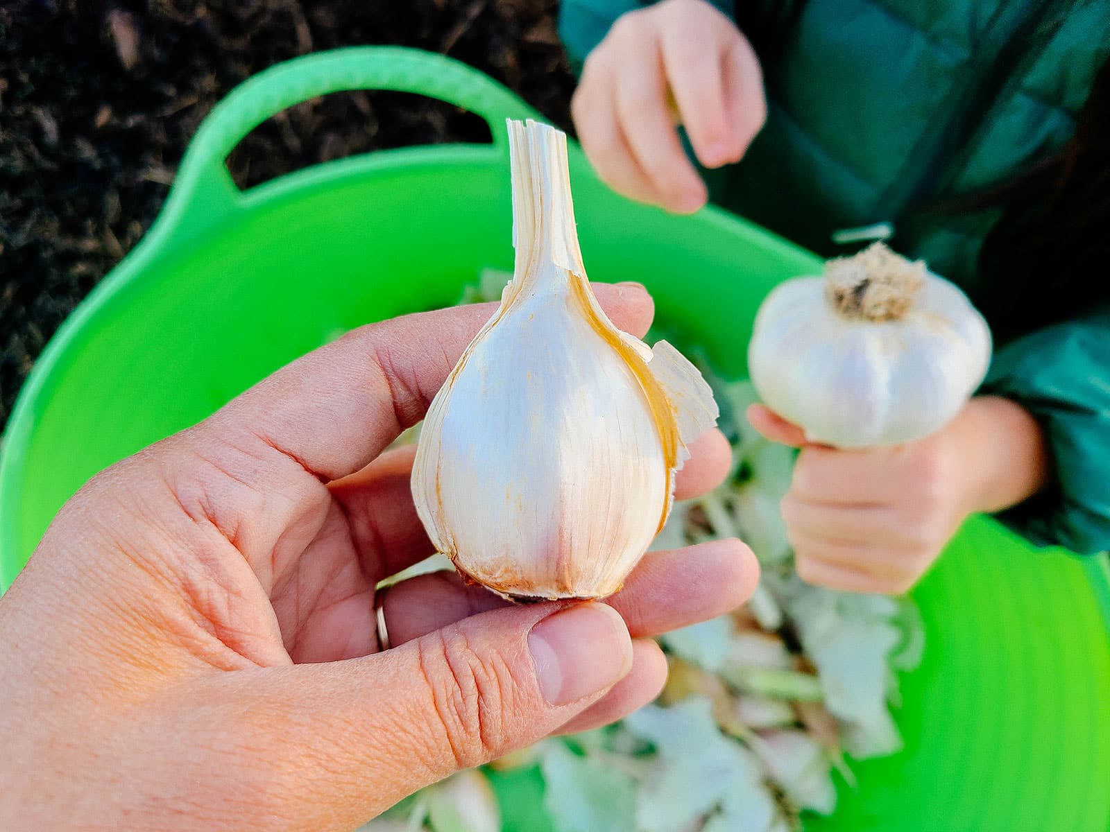 Freshly harvested garlic bulb held in hand with green basket and soil background