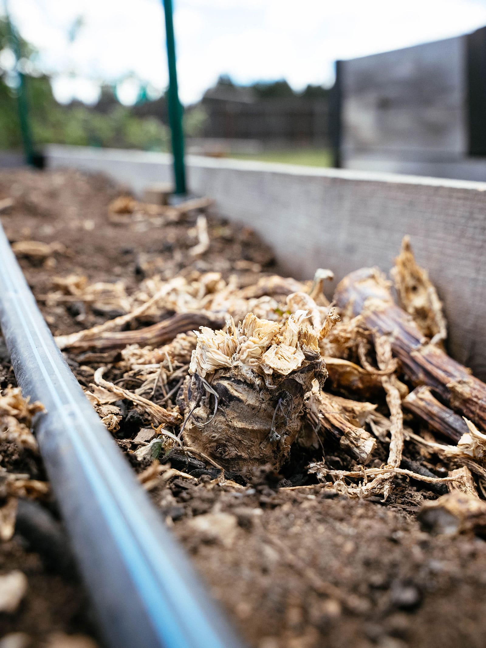 Close-up of dried-up kale stem fragment in a raised garden bed with blurred background fence and pole.