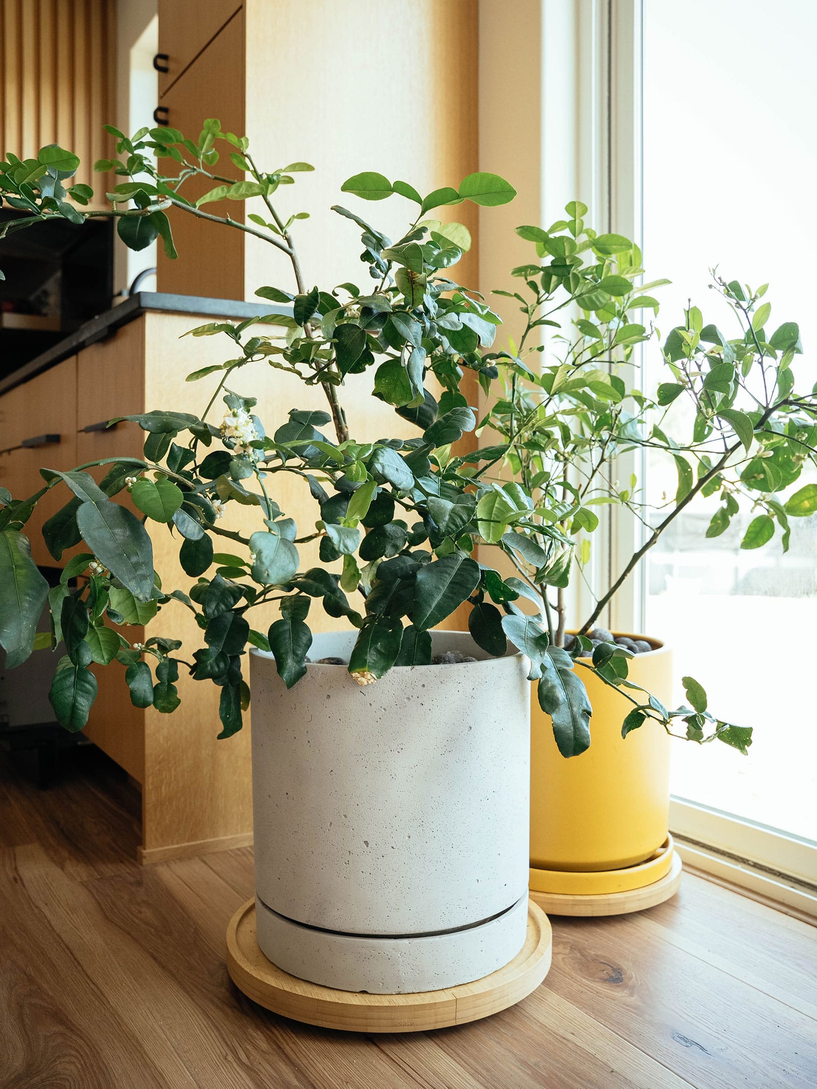 Indoor potted citrus trees in concrete and yellow planters by a sunny window with wooden flooring and warm interior decor