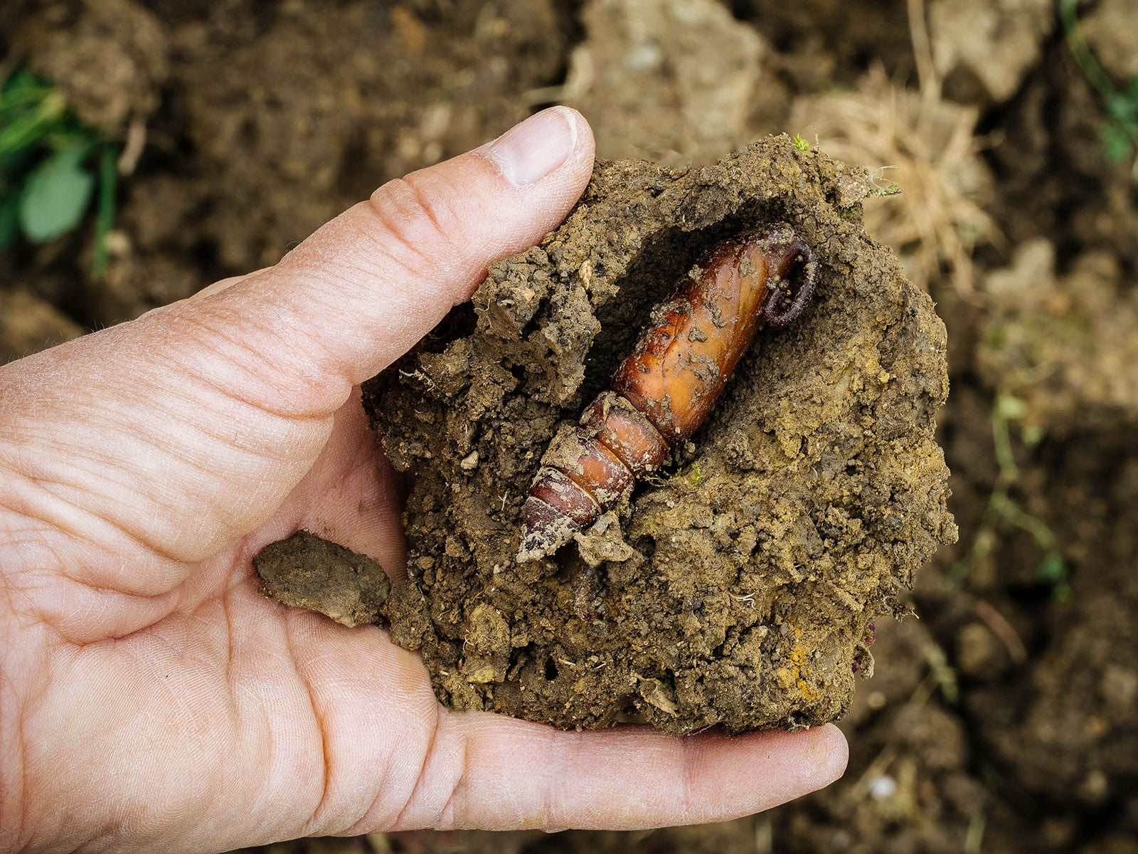 Close-up of a hand holding soil with a brown hornworm pupa visible in the earth