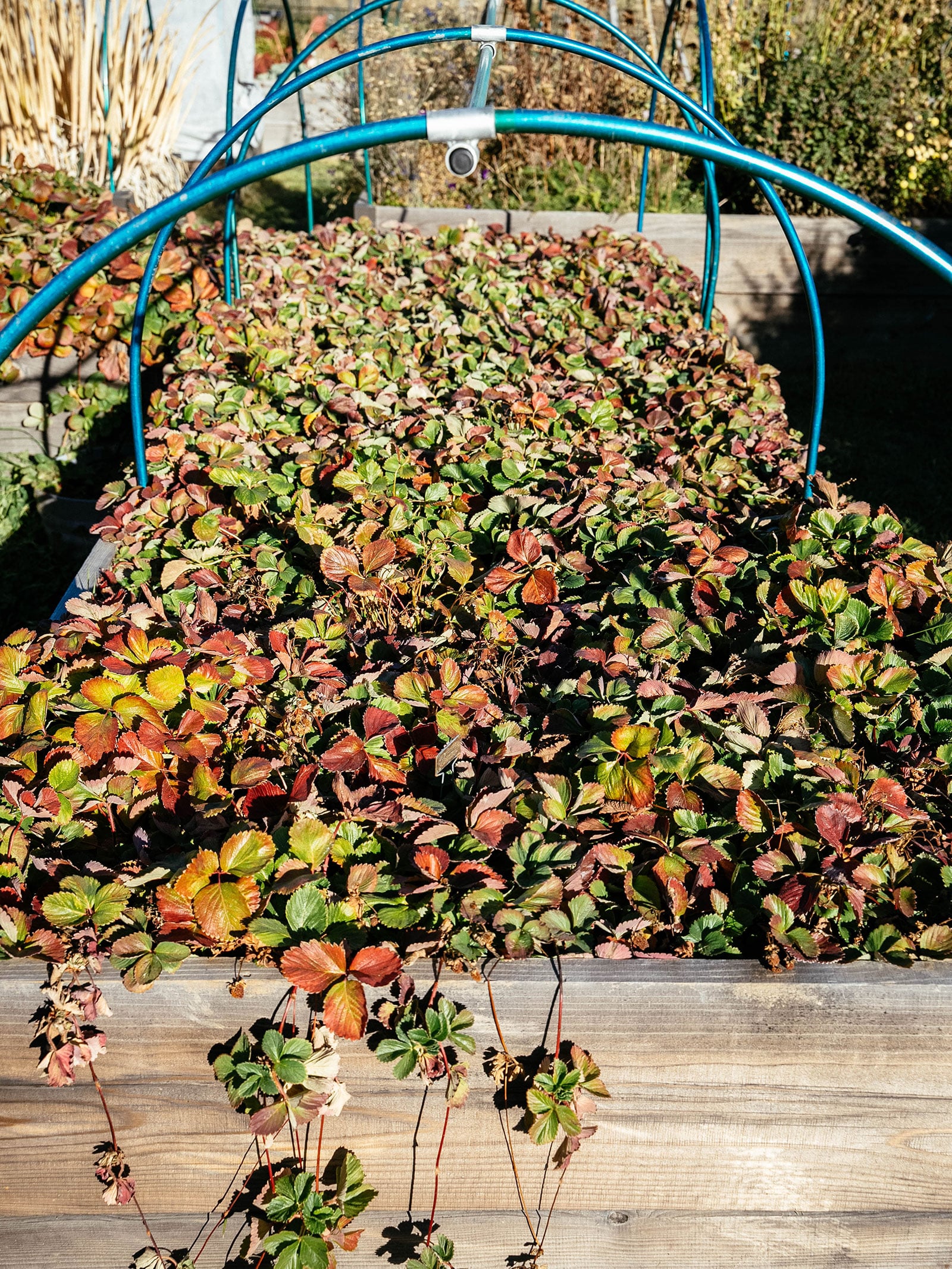 Raised garden bed with green low tunnel containing strawberry plants showing fall foliage in red, orange, and green colors.